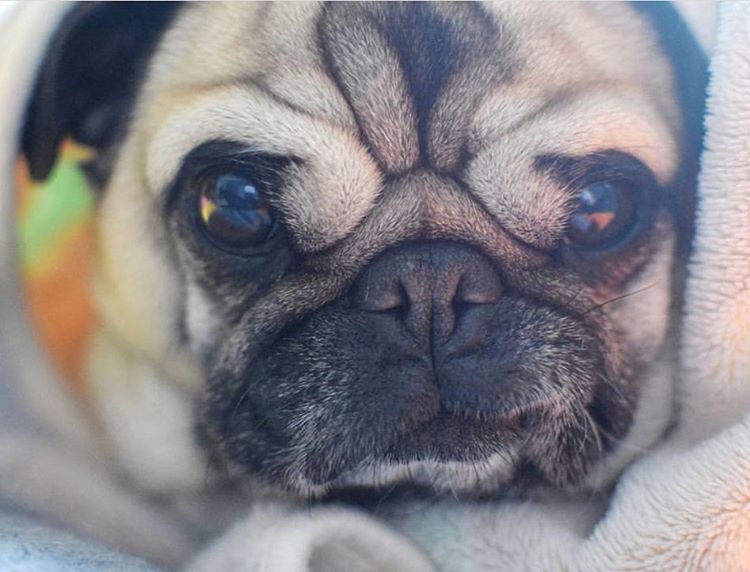 Our sweet angel baby Daisy. Our loved pug.
